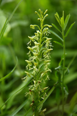 Platanthera lacera- Ragged Fringed Orchid