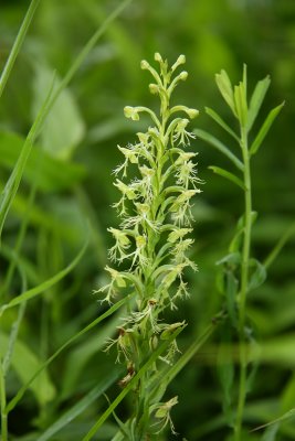 Platanthera lacera- Ragged Fringed Orchid (with flash)