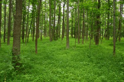 A forest full of Japanese Stilt Grass:(