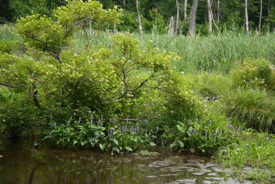 Buttonbush, Pickerel Weed, Swamp Rose, etc.