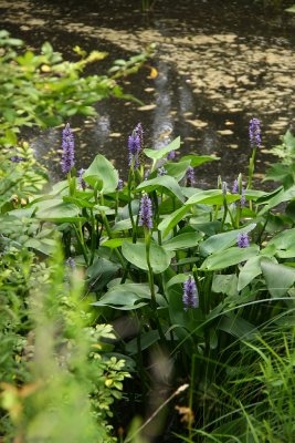 Pontederia cordata- Pickerel Weed