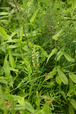 Platanthera lacera- Ragged Fringed Orchid