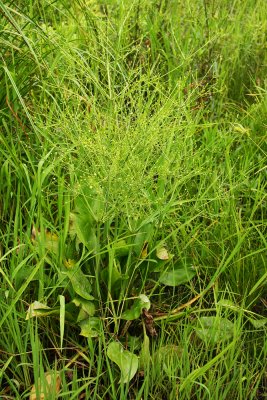 Alisma subcordatum- Small Water Plantain