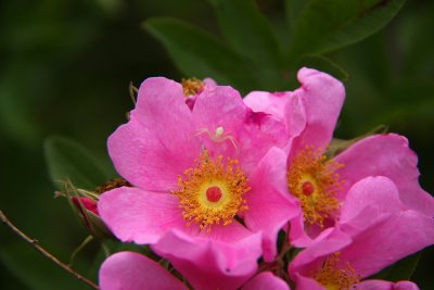 Rosa palustris- Swamp Rose (note crab spider)