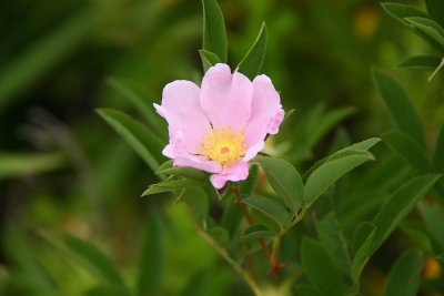 Rosa palustris- Swamp Rose 