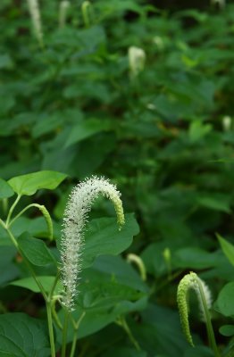 Saururus cernuus-  Lizard's Tail