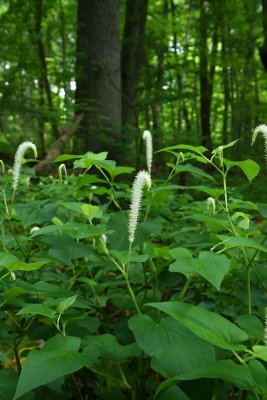 Saururus cernuus-  Lizard's Tail