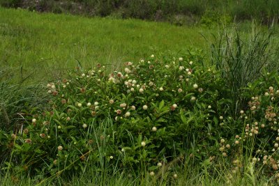 Cephalanthus occidentalis- Buttonbush