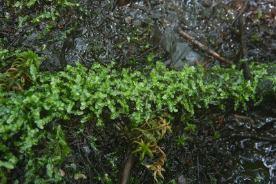 Pallavicinia lyellii- Liverwort