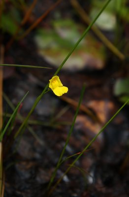 Utricularia sp.- Bladderwort