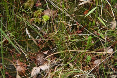 Schizaea pusilla- Curly Grass Fern