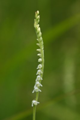 Spiranthes vernalis- Spring Lady's Tresses