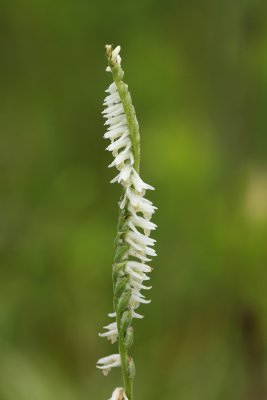 Spiranthes vernalis- Spring Lady's Tresses