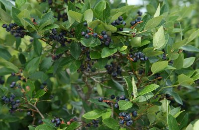 Vaccinium caesariense- New Jersey Blueberry