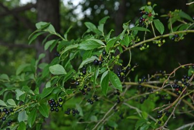 Vaccinium fuscatum- Black Highbush Blueberry