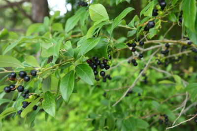 Vaccinium fuscatum- Black Highbush Blueberry