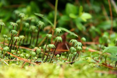 Marchantia polymorpha- Umbrella Liverwort
