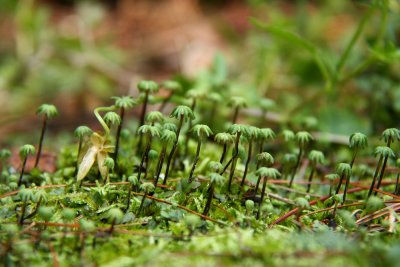 Marchantia polymorpha- Umbrella Liverwort