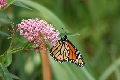 Monarch on Asclepias incarnata (Swamp Milkweed)