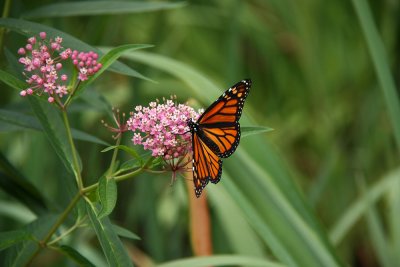 Monarch on Asclepias incarnata (Swamp Milkweed)