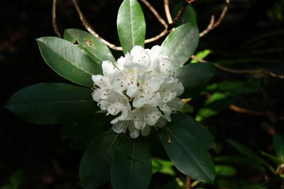 Rhododendron maximum- Rosebay Rhododendron