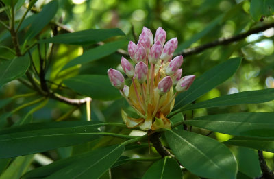Rhododendron maximum- Rosebay Rhododendron