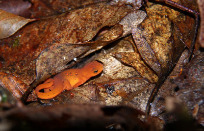 Red Eft (Red Spotted Newt)