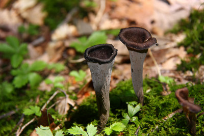 Craterellus cornucopioides- Black Trumpet fungi