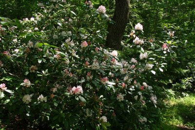 Rhododendron maximum- Rosebay Rhododendron