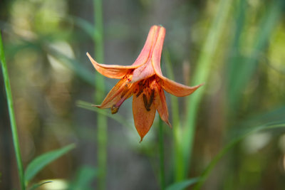 Lilium canadense- Canada Lily