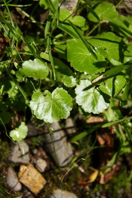 Hydrocotyle americana-American Marsh Pennywort