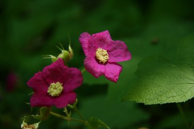 Rubus odoratus- Flowering Raspberry
