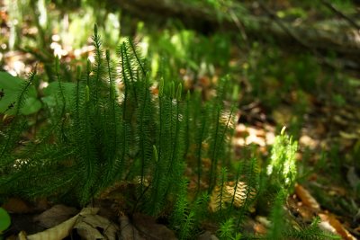 Lycopodium annotinum- Stiff Clubmoss