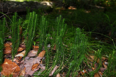 Lycopodium annotinum- Stiff Clubmoss