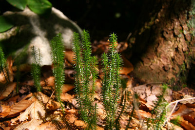Lycopodium annotinum- Stiff Clubmoss