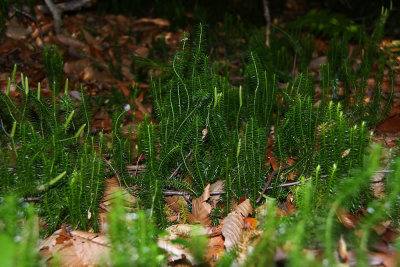 Lycopodium annotinum- Stiff Clubmoss