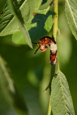 Viceroy caterpillar