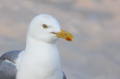 American Herring Gull