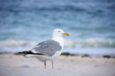 American Herring Gull