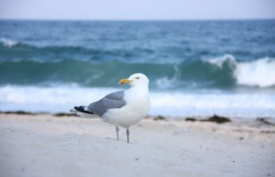 American Herring Gull
