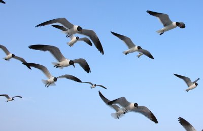 Laughing Gulls
