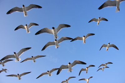 Laughing Gulls