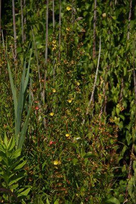 Ludwigia alternifolia- Seedbox