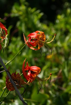 Lilium superbum- Turks Cap Lily