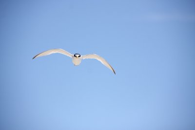 Least Tern attack!