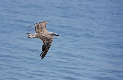 Lesser Black-backed Gull