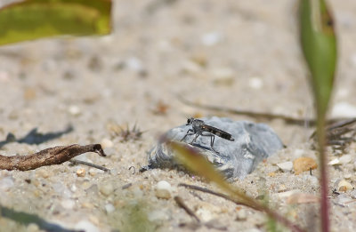 Robber Fly