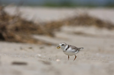 Piping Plover