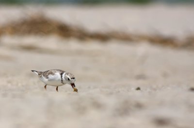 Piping Plover