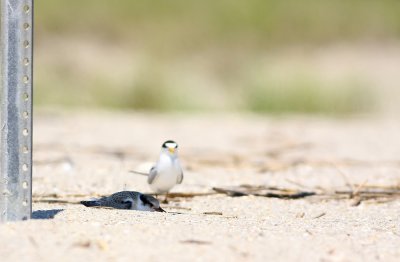Least Tern adult with fledgling